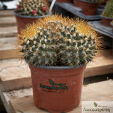 Mammillaria nivosa