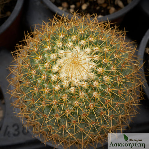 Mammillaria rhodantha
