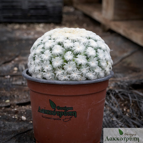 Mammillaria plumosa