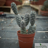 Opuntia diademata inermis