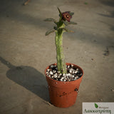 Frerea indica