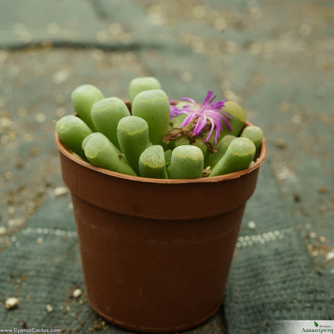 Frithia pulchra