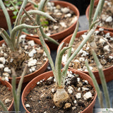 Astrophytum caput-medusae