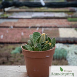 Gasteria verrucosa variegata