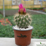 Eriosyce senilis