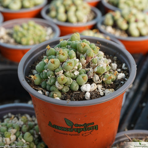 Conophytum sp