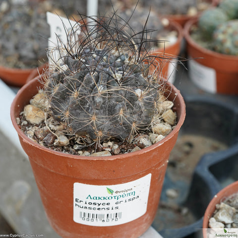 Eriosyce crispa huascensis