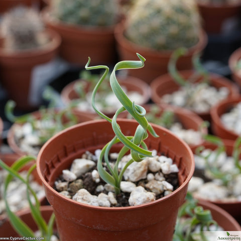 Albuca Spiralis