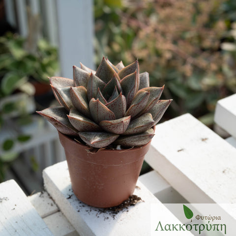 Echeveria purpusorum