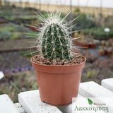 Echinocereus stramineus