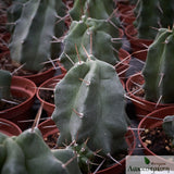 Echinocereus triglochidiatus