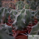 Echinocereus triglochidiatus