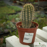 Echinocereus viridiflorus chloranthus