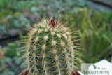 Echinocereus viridiflorus chloranthus