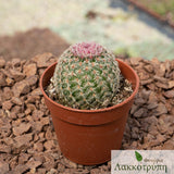 Echinocereus pectinatus