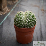 Echinopsis eyriesii cristata