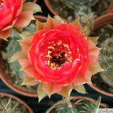 Echinopsis densispina