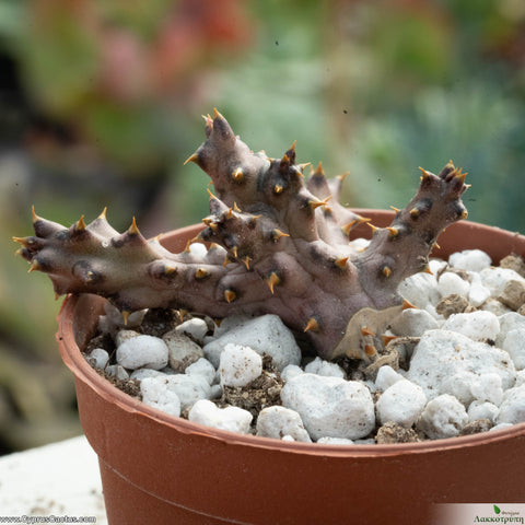 Edithcolea grandis