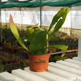 Epiphylum sp.