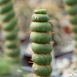 Eulychnia spiralis