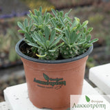 Euphorbia bupleurifolia susannae