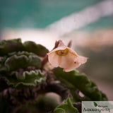 Euphorbia decaryi