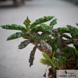 Euphorbia decaryi