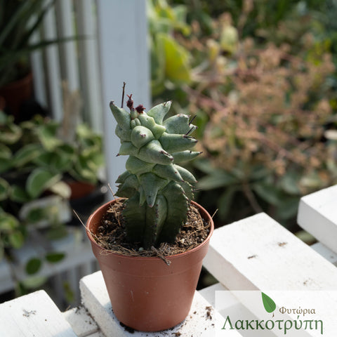 Euphorbia horrida monstrosa