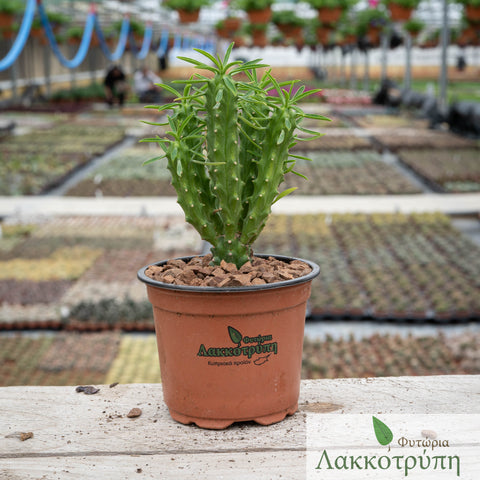 Euphorbia loricata