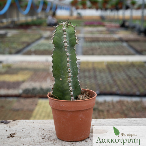 Euphorbia polyacantha