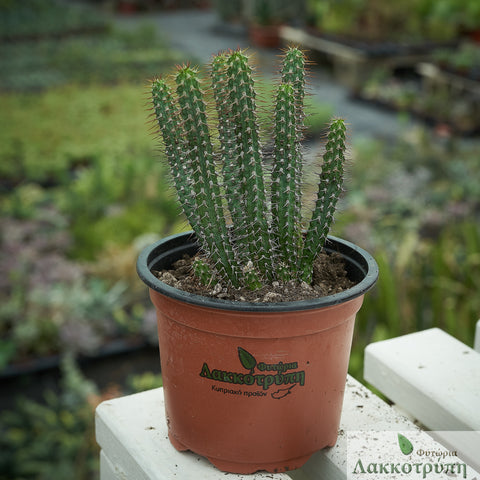 Euphorbia baioensis