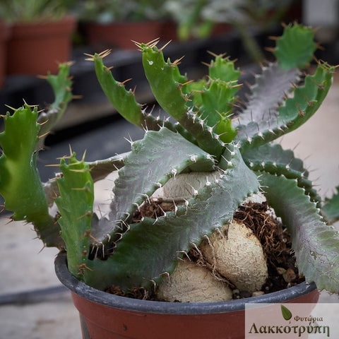 Euphorbia stellata