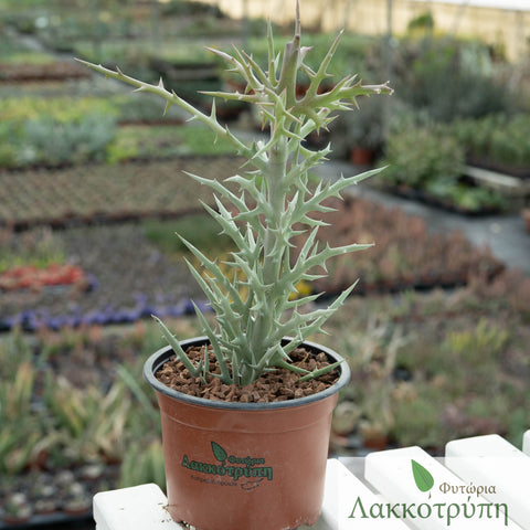 Euphorbia stenoclada