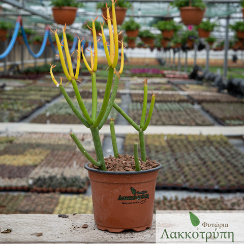 Euphorbia tirucalli red fire