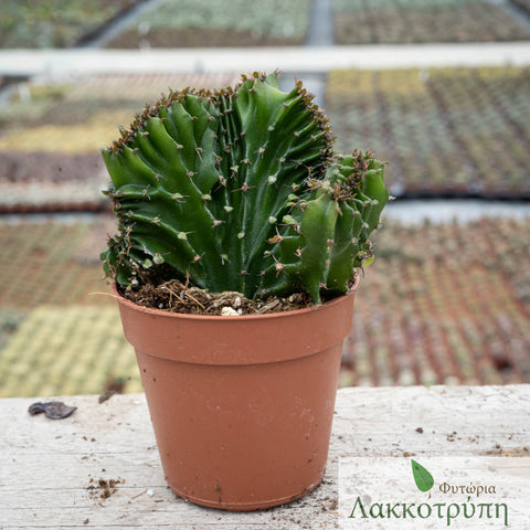 Euphorbia triangularis cristata