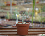 Euphorbia gottlebei
