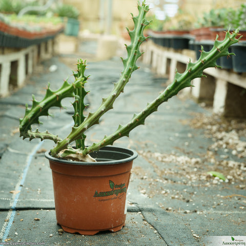 Euphorbia knuthii