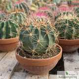 Ferocactus hystrix