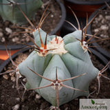 Echinocactus ingens