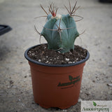 Echinocactus ingens