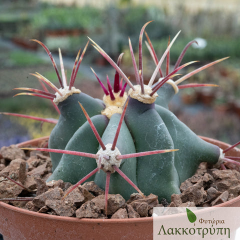 Ferocactus peninsulae viscainensis