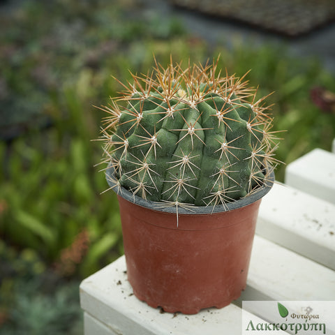Ferocactus schwarzii