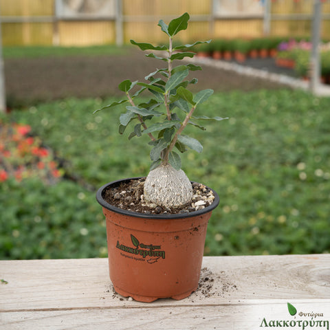 Fockea edulis