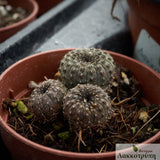 Frailea castanea