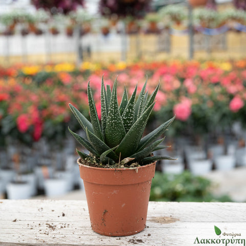 Gasterhaworthia X