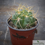 Gymnocalycium monvillei