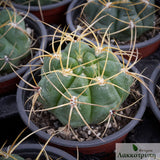 Gymnocalycium monvillei