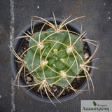 Gymnocalycium monvillei