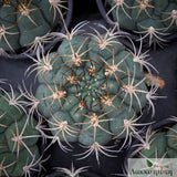 Gymnocalycium pflanzii