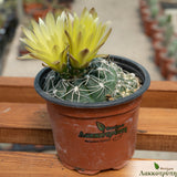 Gymnocalycium andreae
